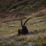 ibex