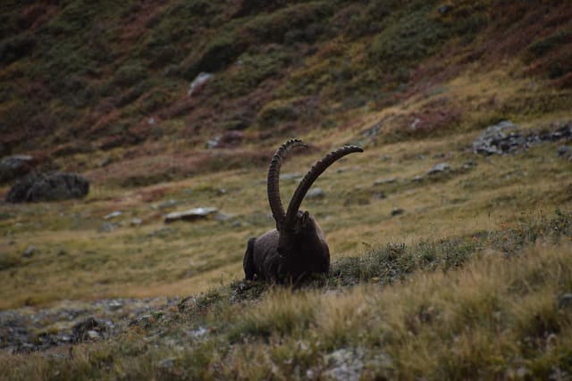 ibex